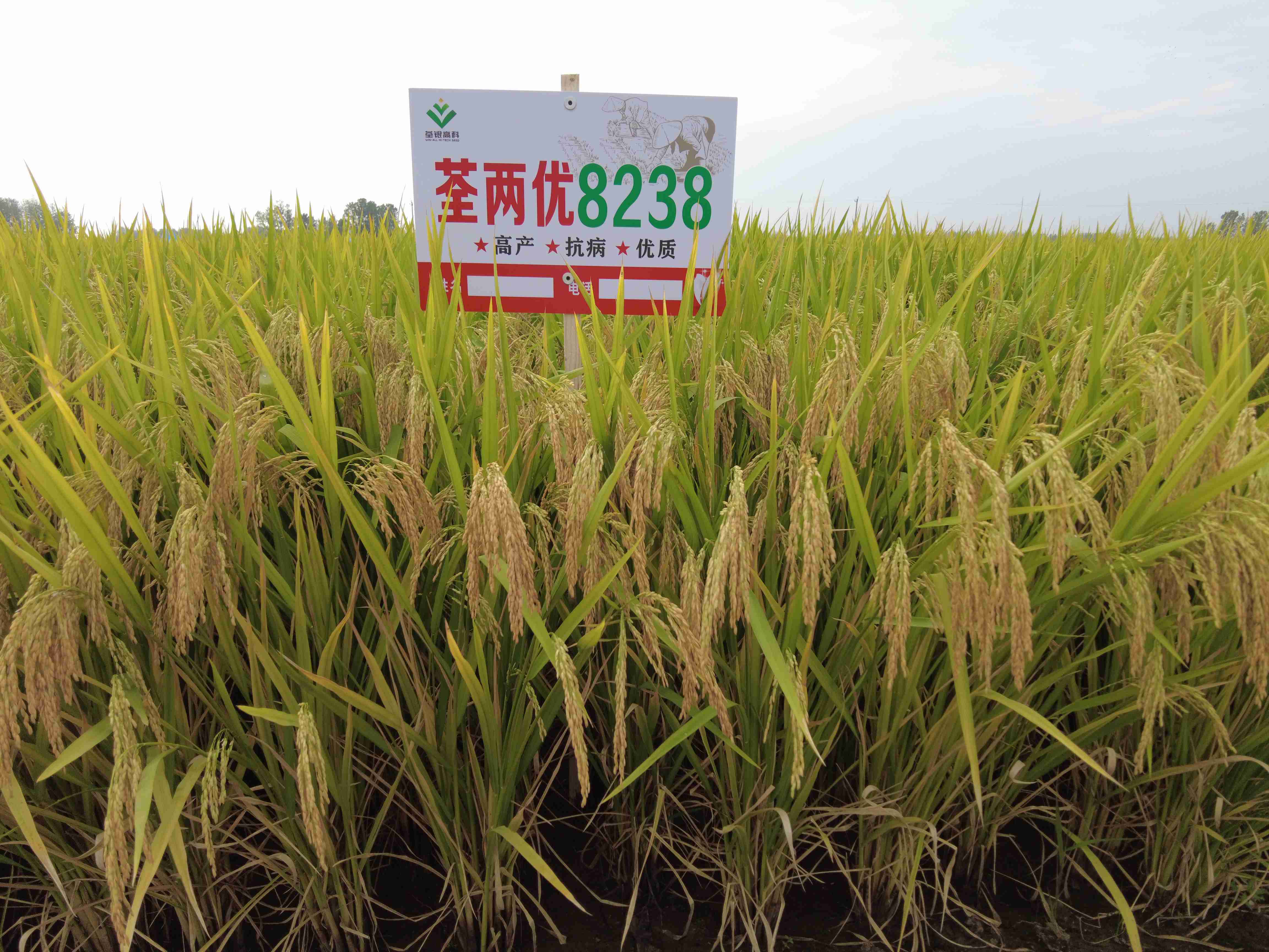 荃兩優8238-1.jpg