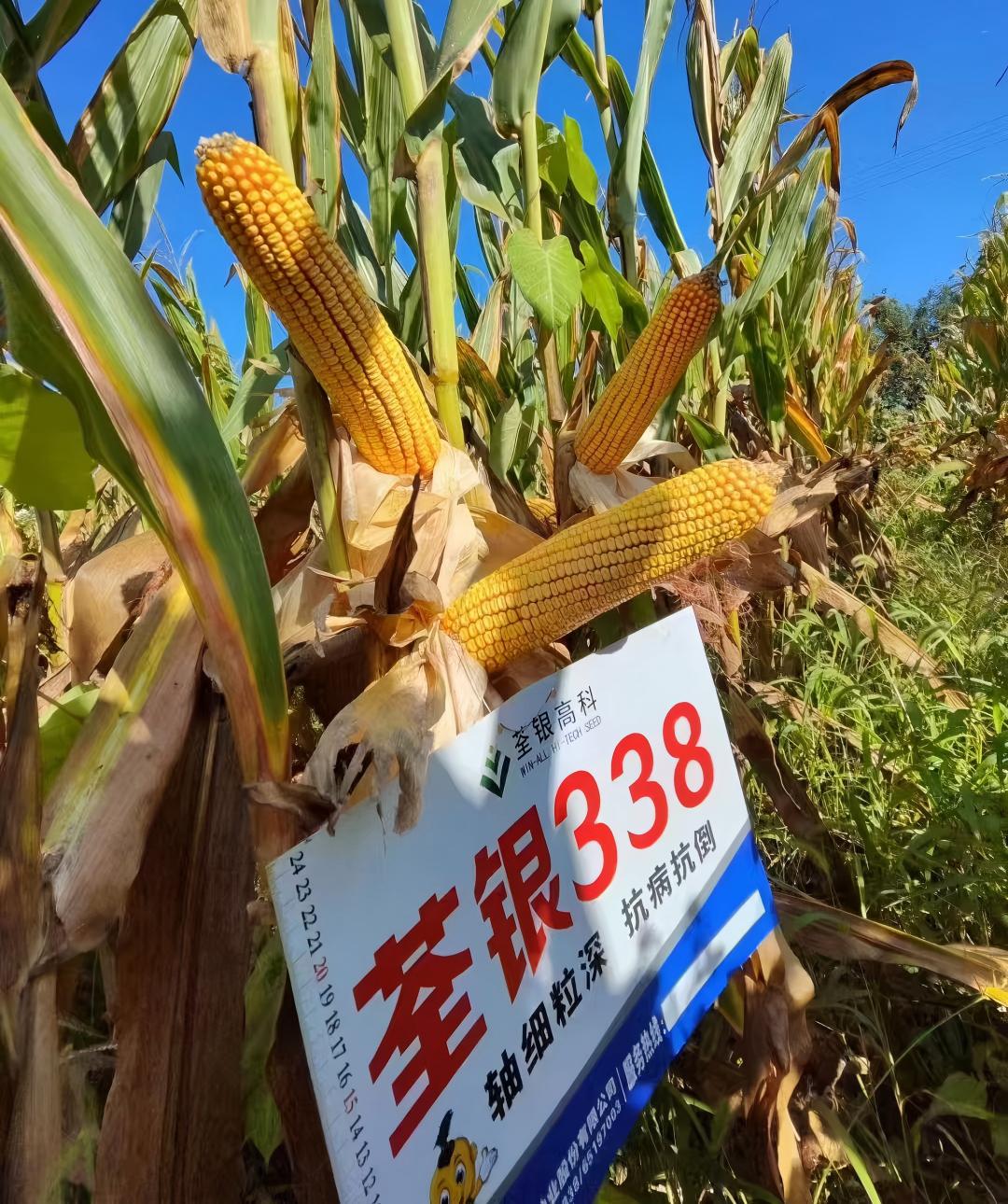 荃銀338.jpg